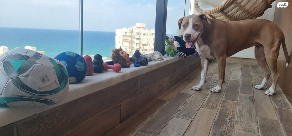 דירה, שדרות העצמאות 9, בת ים