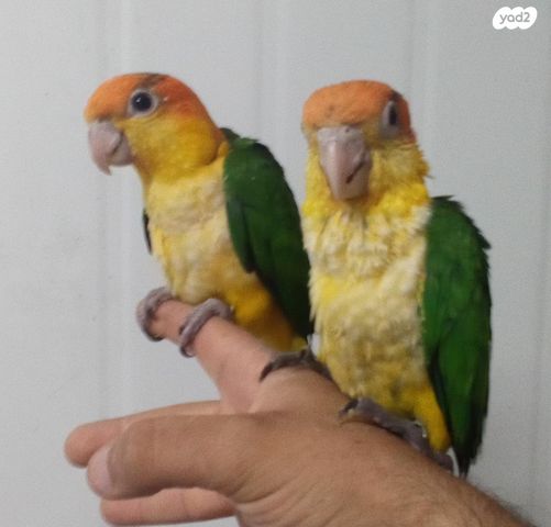 תמונת מודעה - חיות מחמד