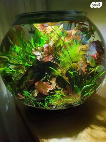 תמונת מודעה - חיות מחמד