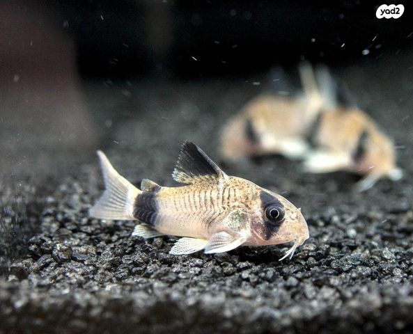 תמונת מודעה - חיות מחמד