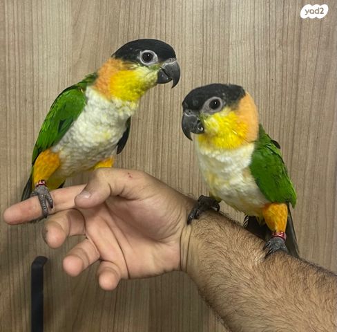 תמונת מודעה - חיות מחמד