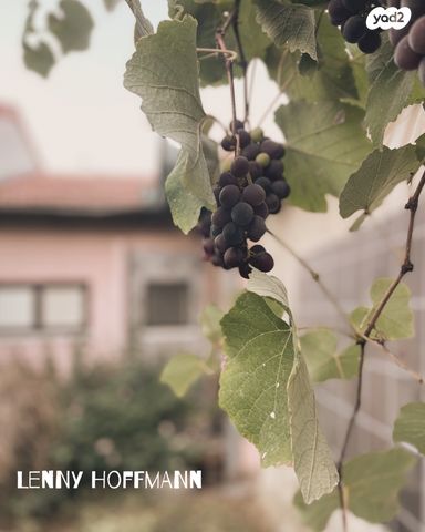 בית פרטי/ קוטג', קפלן, גבעת אוויה, יהוד מונוסון