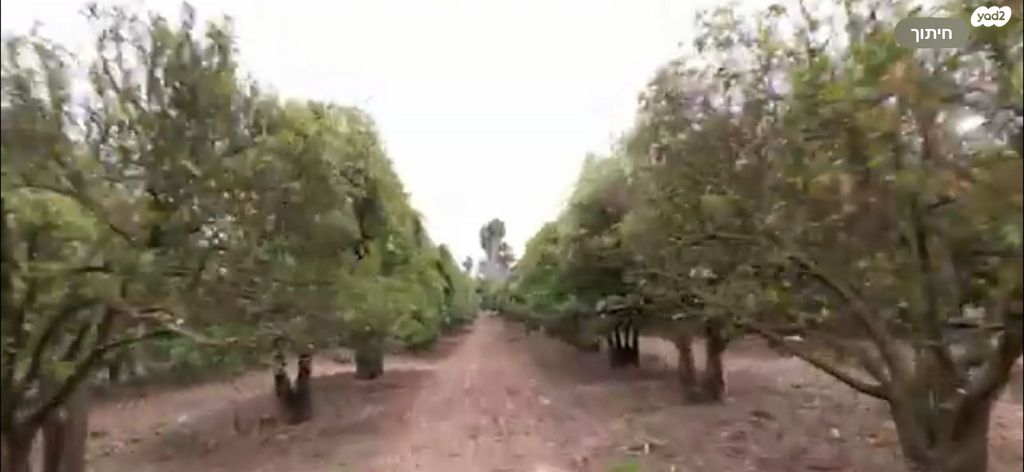 בית פרטי/ קוטג', ירקונה