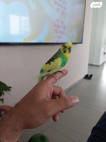 תמונת מודעה - חיות מחמד