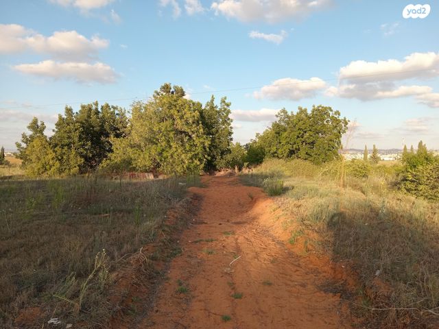 הפרחים 18