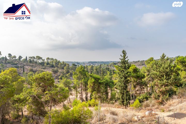 אורן 42