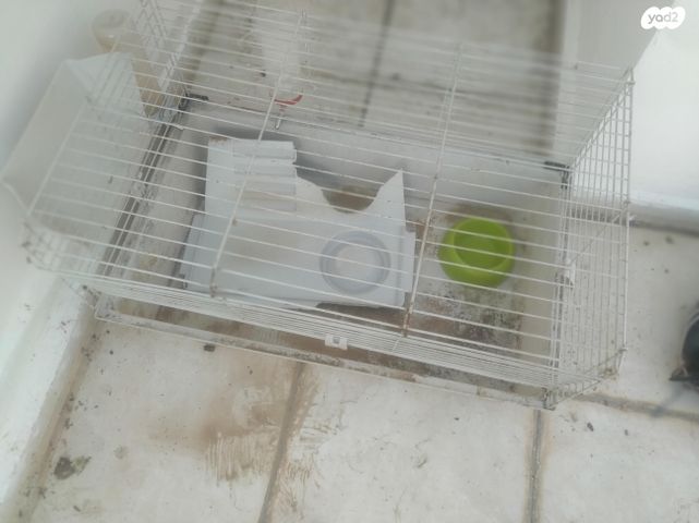 תמונת מודעה - חיות מחמד