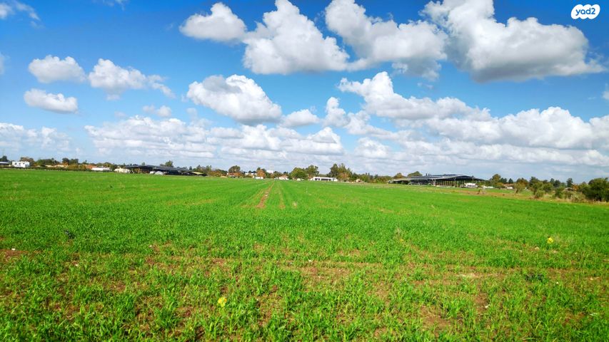 חבצלת השרון