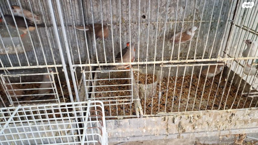 תמונת מודעה - חיות מחמד