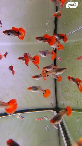 דג משריצי חיים