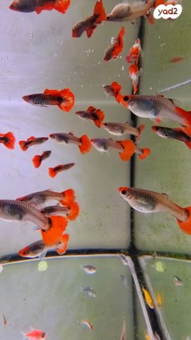 תמונת מודעה - חיות מחמד