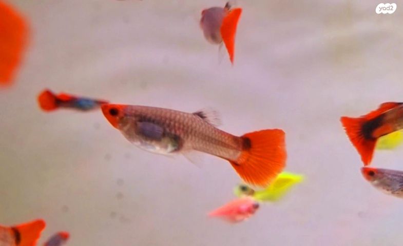 דג משריצי חיים