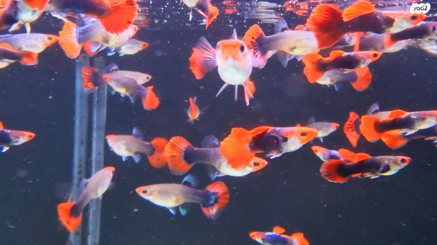 דג משריצי חיים