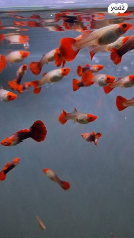 דג משריצי חיים