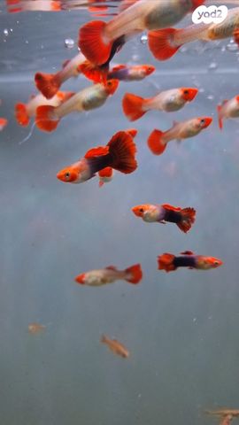 דג משריצי חיים