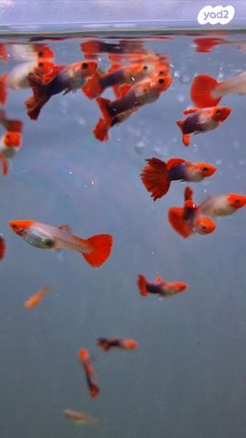 דג משריצי חיים