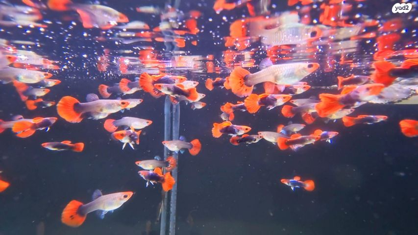 דג משריצי חיים