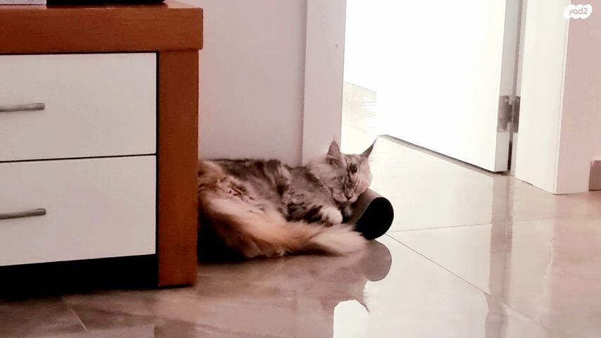 אביזרים | משחקים וצעצועים