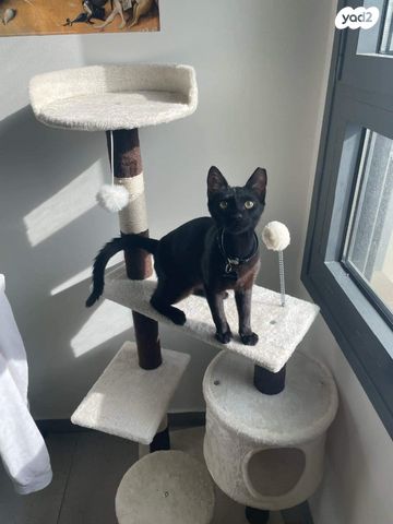 אביזרים | משחקים וצעצועים