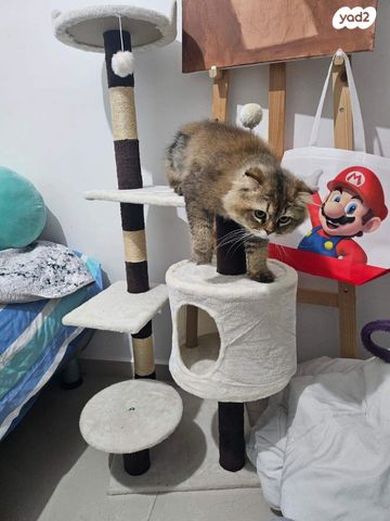 אביזרים | משחקים וצעצועים