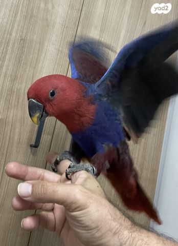 תמונת מודעה - חיות מחמד