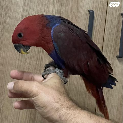 תוכי אקלקטוס