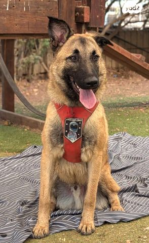 תמונת מודעה - חיות מחמד