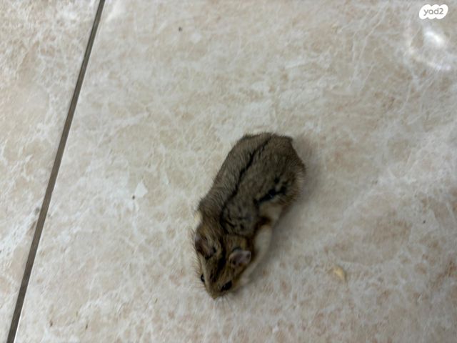 תמונת מודעה - חיות מחמד