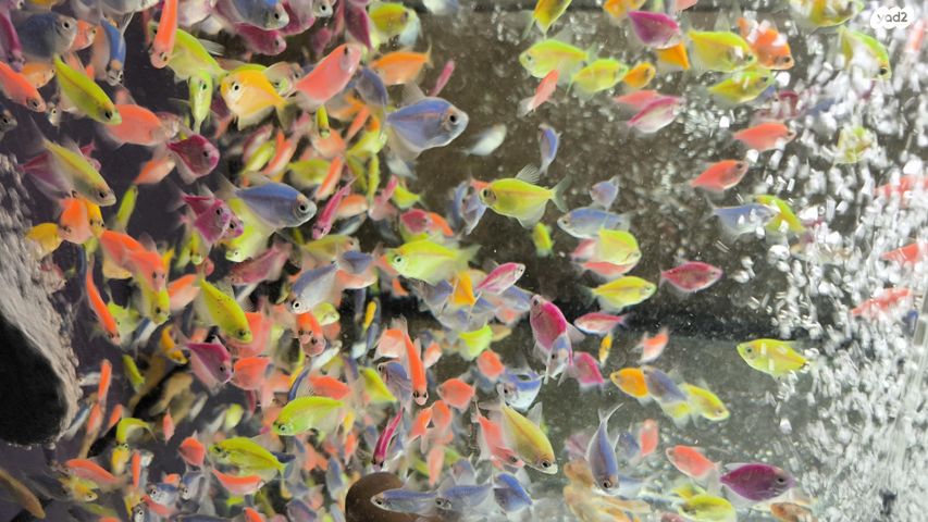 תמונת מודעה - חיות מחמד