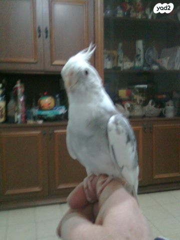 תוכי פינקים