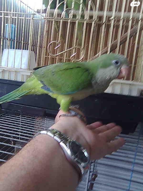 תוכי פינקים