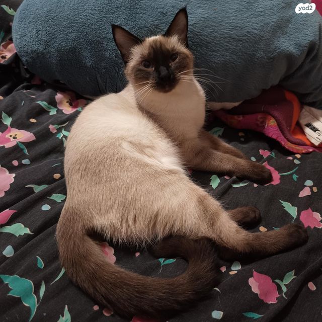 תמונת מודעה - חיות מחמד