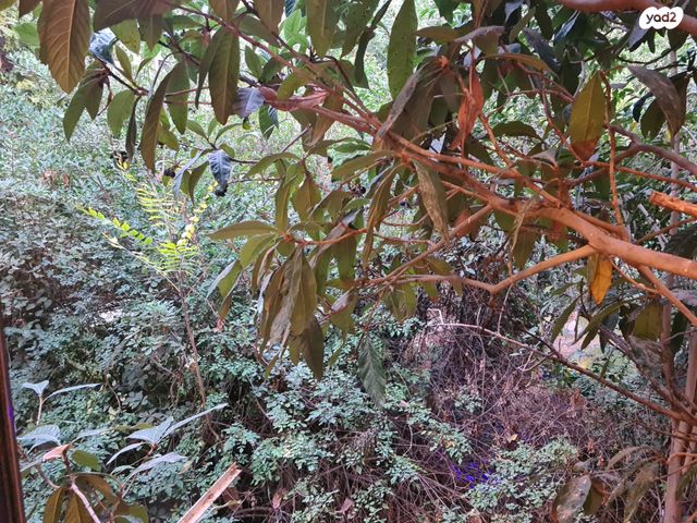 דירה, עמק רפאים, המושבה הגרמנית, ירושלים