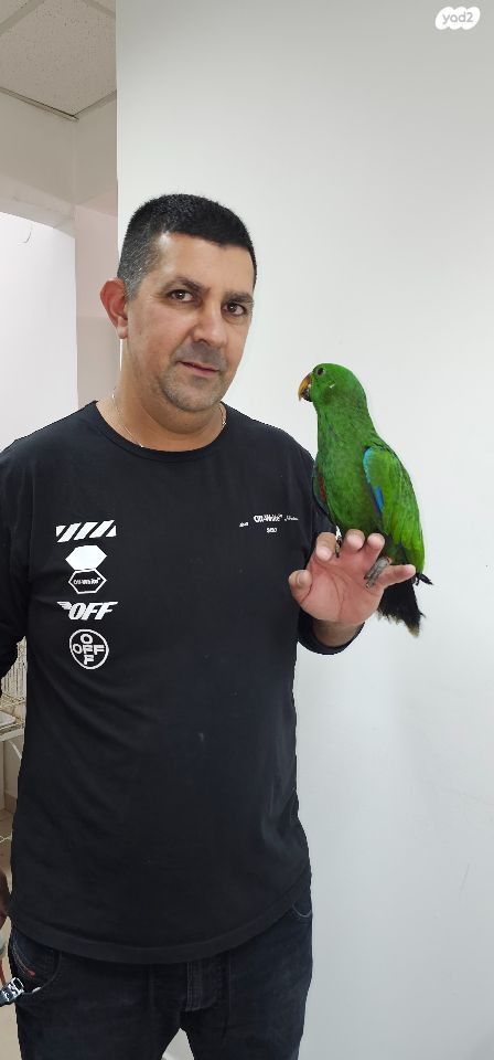 תוכי אקלקטוס