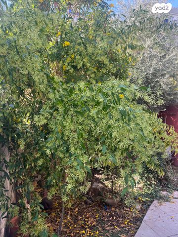 דו משפחתי, השכונה הוותיקה, גבעת שמואל