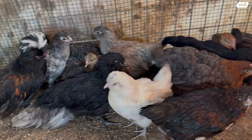 חיית משק סאסקס