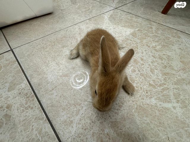 תמונת מודעה - חיות מחמד