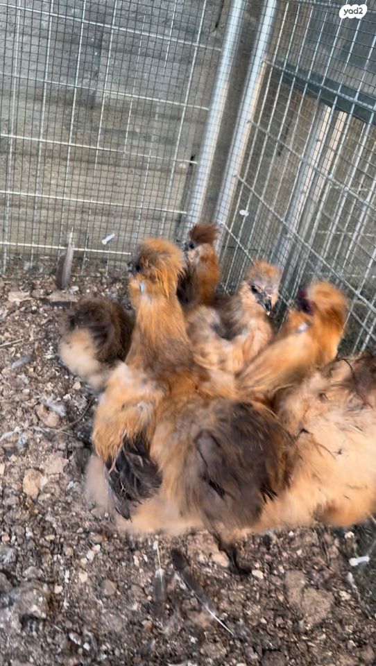 חיית משק סאסקס