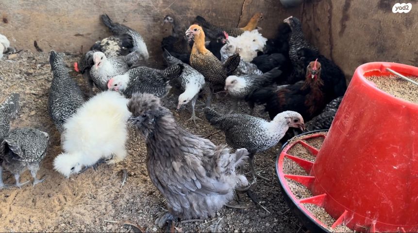 חיית משק ברהמה