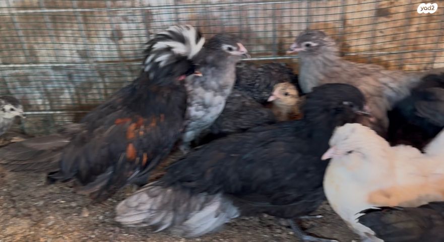 חיית משק סאסקס