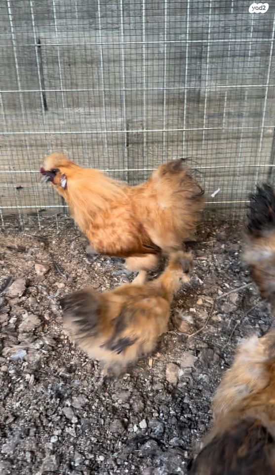 חיית משק ברהמה