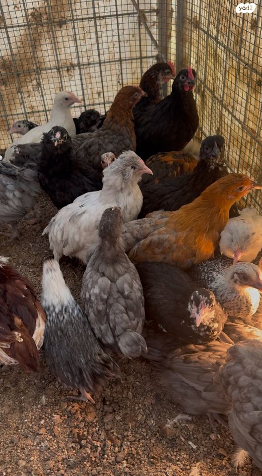 חיית משק ברהמה