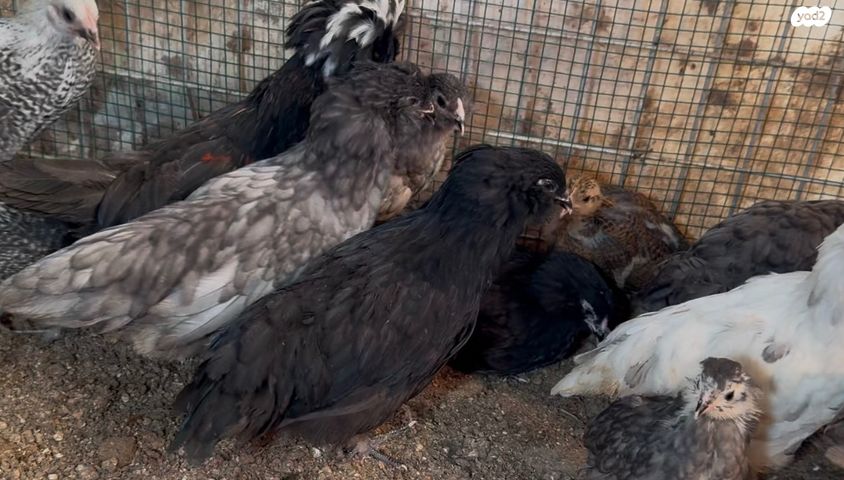 חיית משק סאסקס