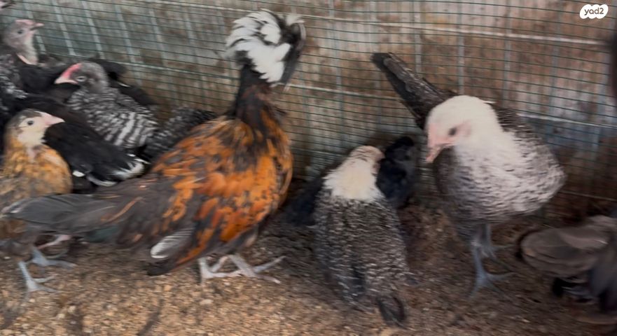 חיית משק סאסקס