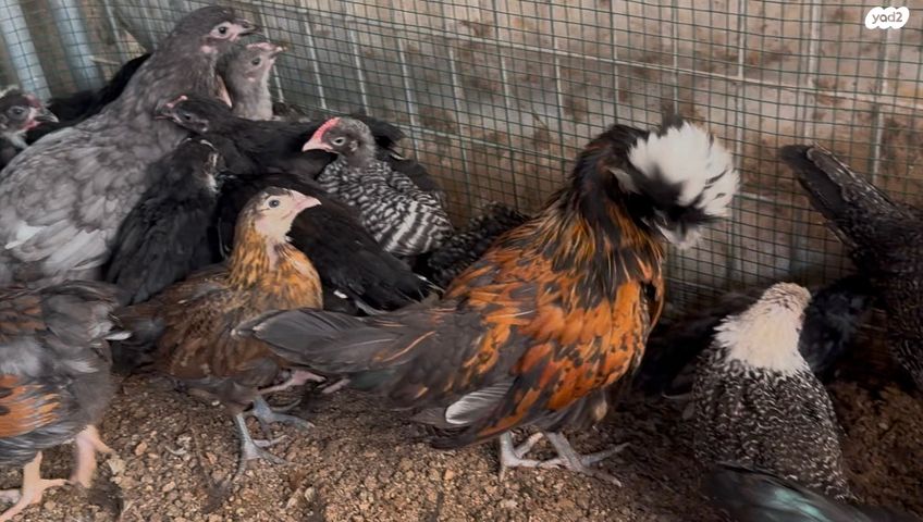 חיית משק ברהמה