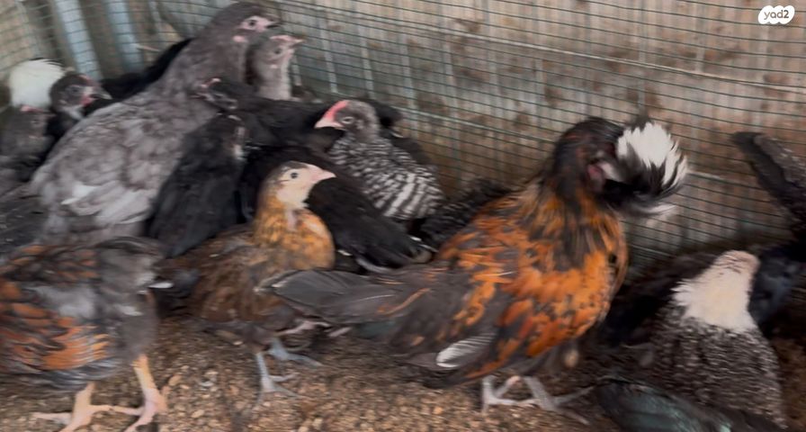 חיית משק סאסקס