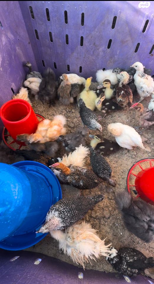 חיית משק ברהמה