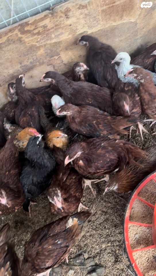 חיית משק ברהמה