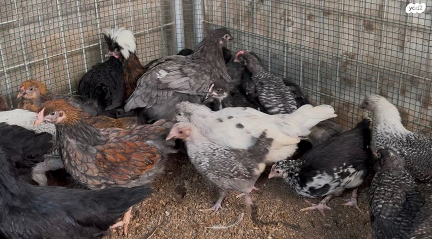 חיית משק סאסקס