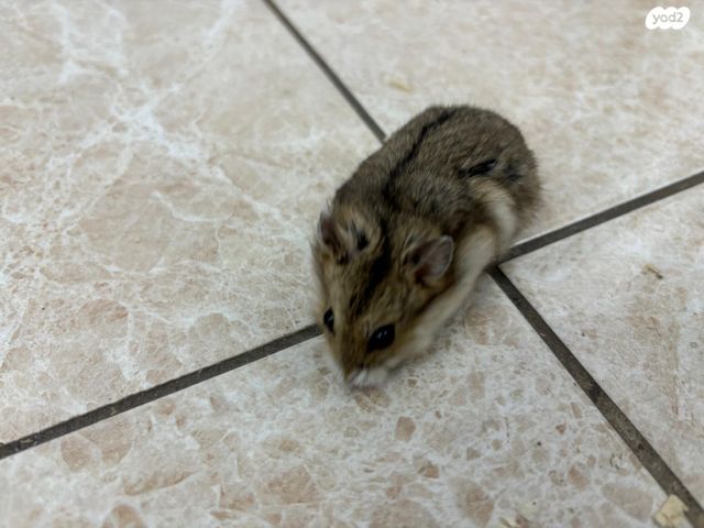 תמונת מודעה - חיות מחמד